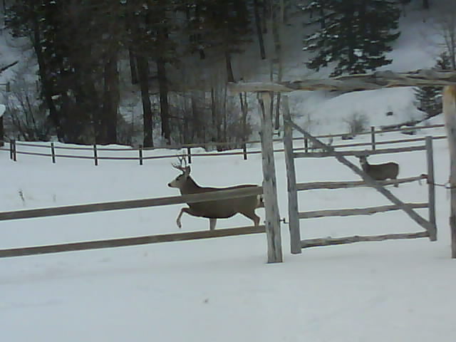 088 Mule Deer 14th Nov.jpg